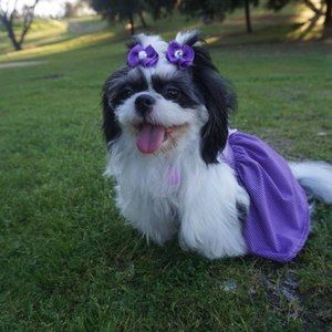 Meet your Posher, Janet